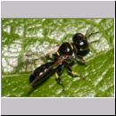 Crossocerus sp - Grabwespe 07a 6mm.jpg